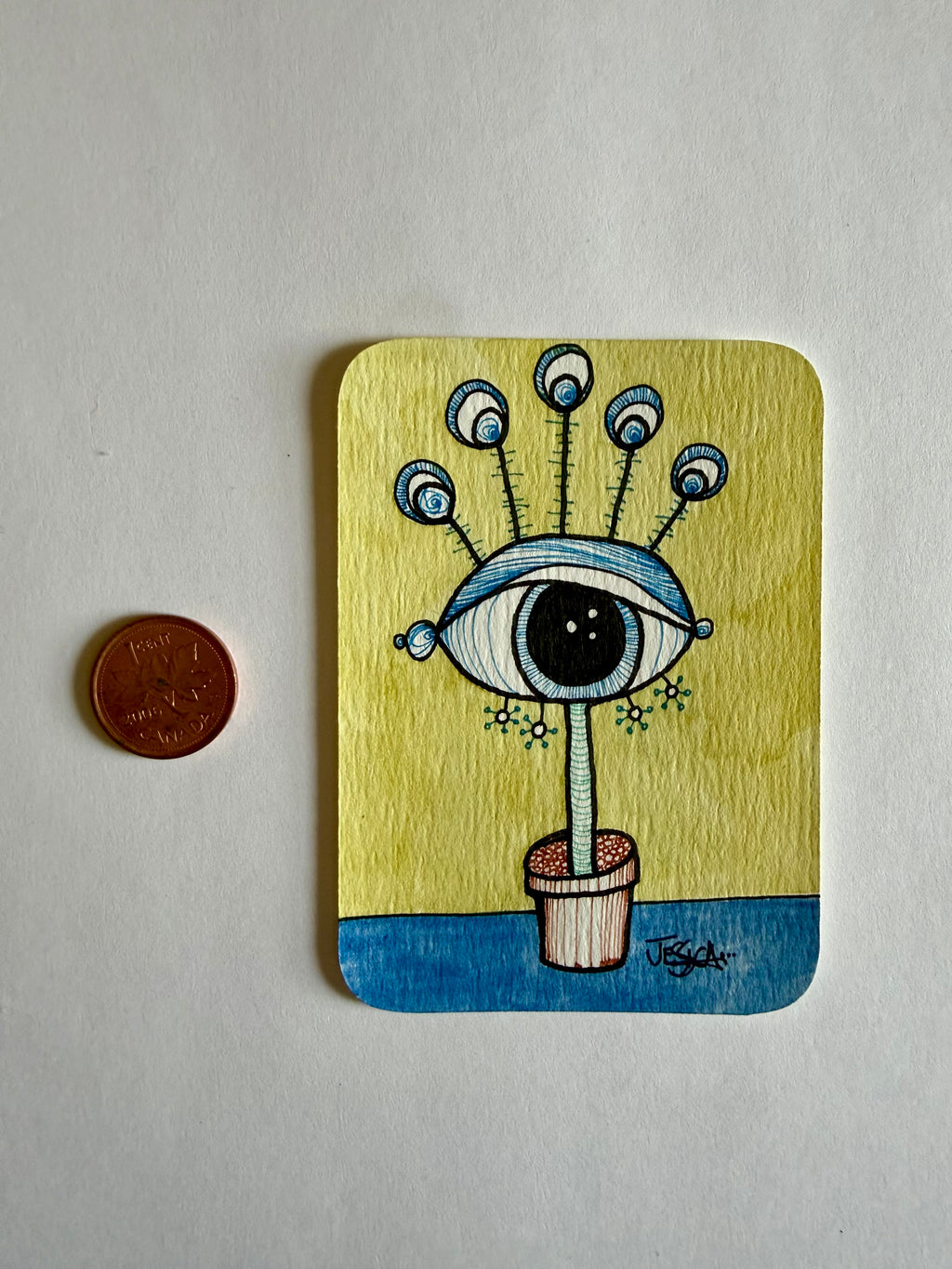 Potted Blue Eye