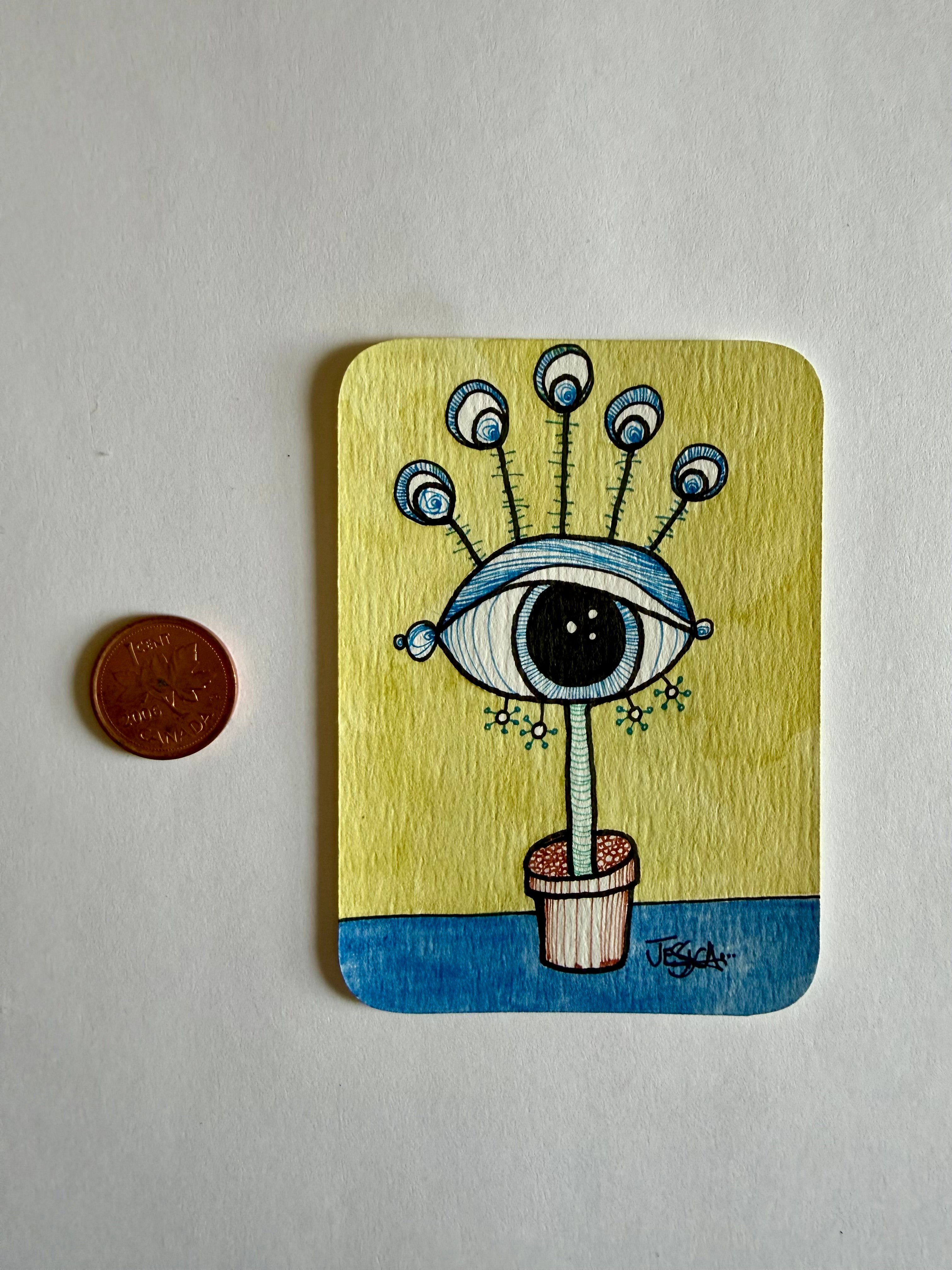 Potted Blue Eye